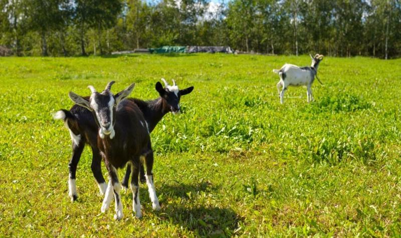 Gospodarstwo Agroturystyczne Jacwing Villa Giby Eksteriør bilde